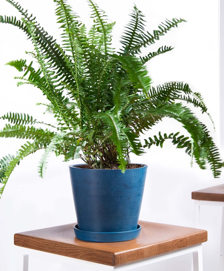 Potted Kimberly Queen Fern Indoor Plant Best Indoor Plants For Dorms