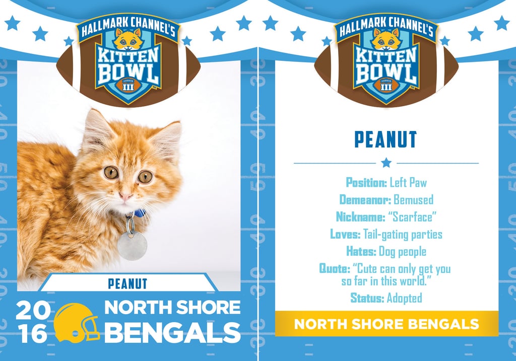 Kitten Bowl 2016