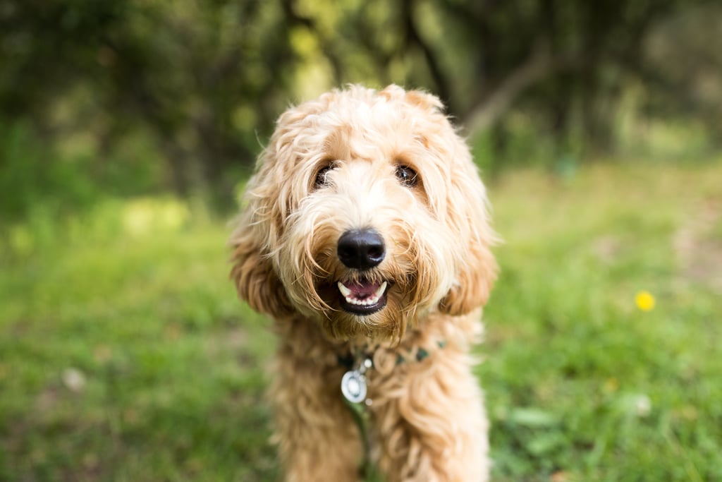 Cute Pictures of Labradoodles