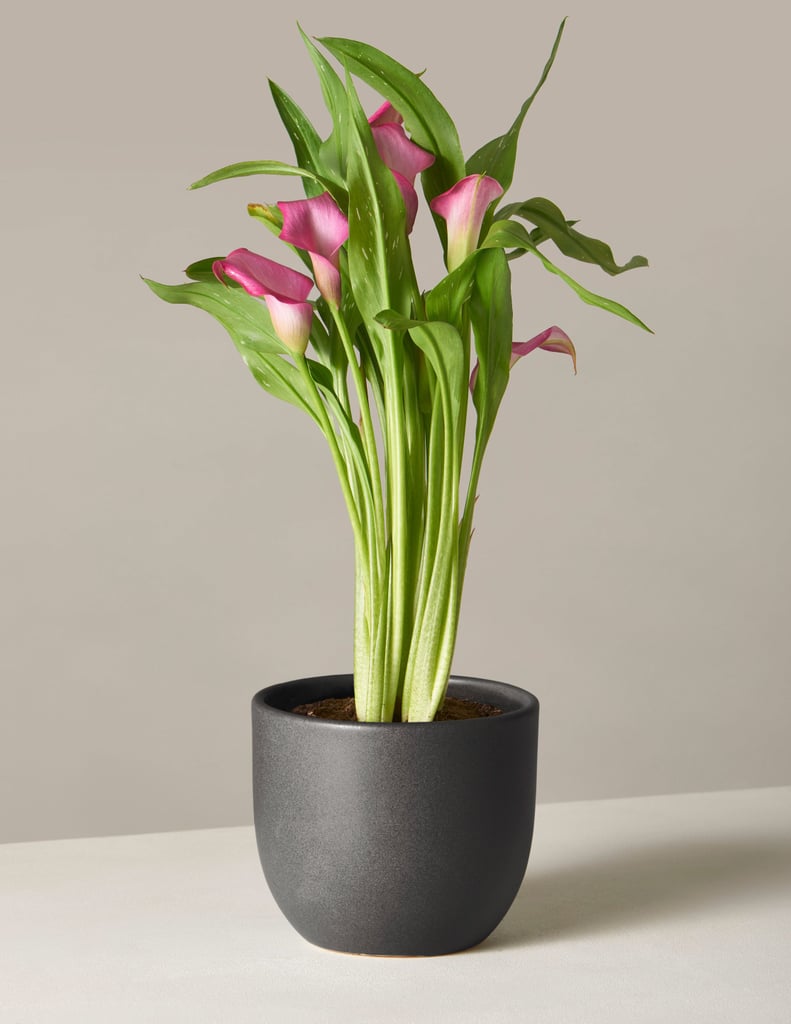Calla Lily Best Flowers and Plants For Mother's Day Gifts POPSUGAR
