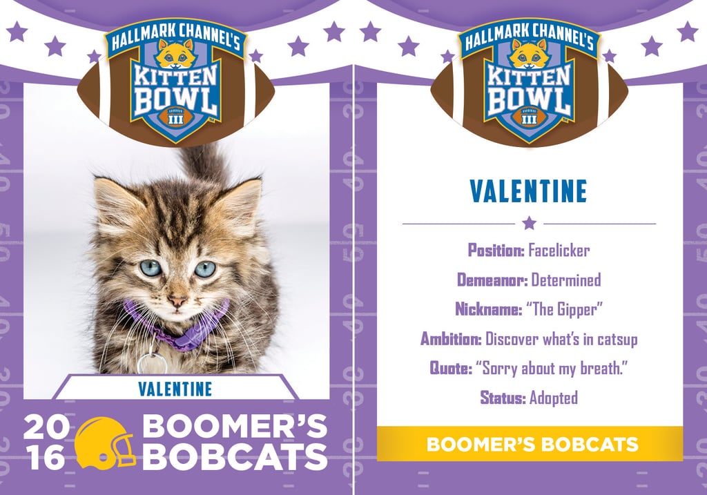 Kitten Bowl 2016