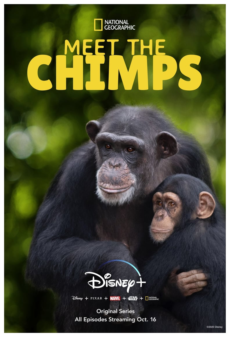 Meet the Chimps