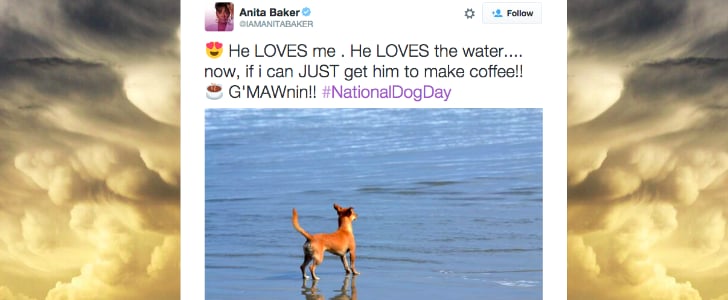 Tweets From National Dog Day 2015