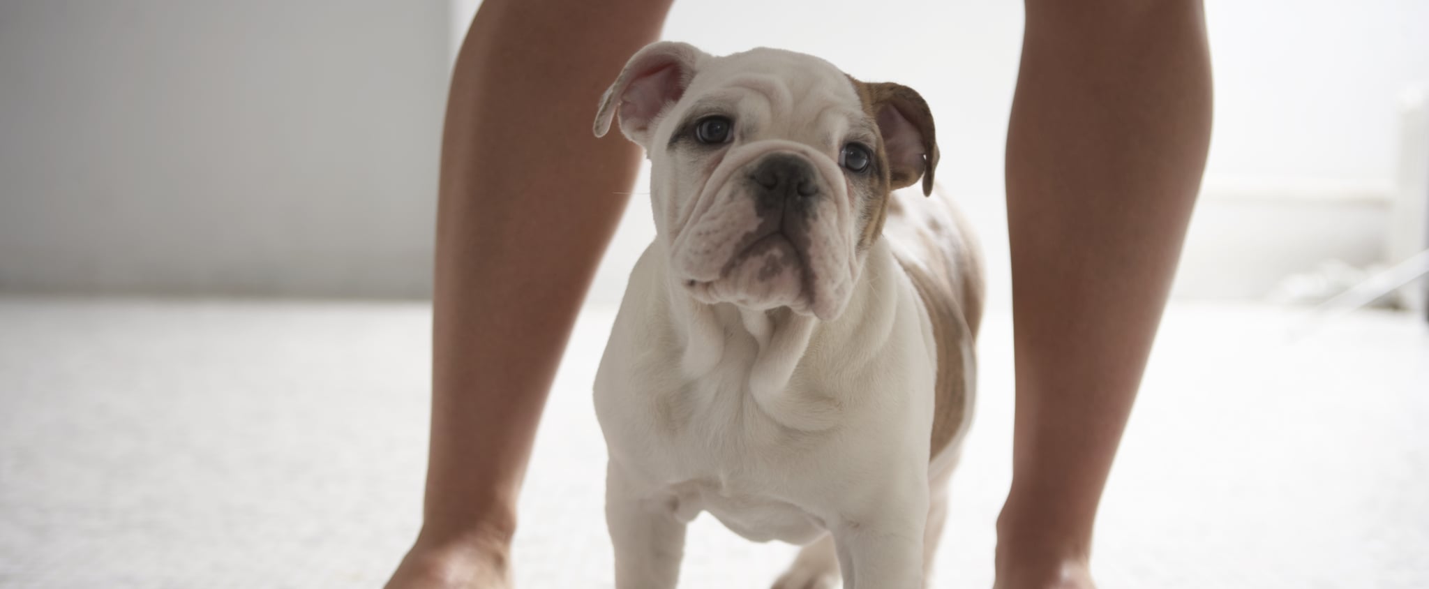 Why Does My Dog Lick Me When I Get Out Of The Shower Popsugar Uk Pets