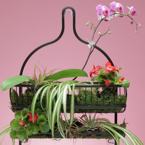 DIY Shower Plants