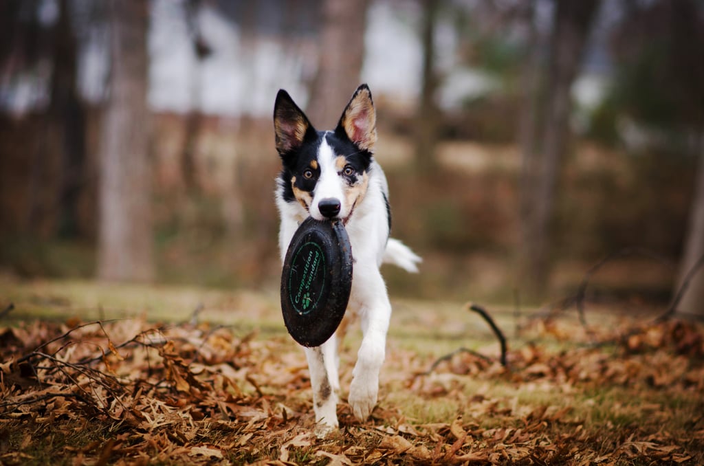 Cute Pictures of Border Collies