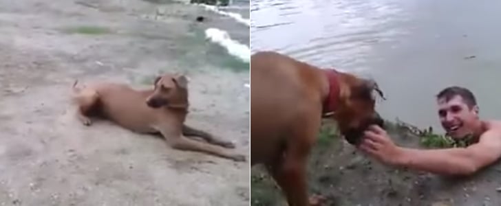 Dog Thinks Owner Is Drowning