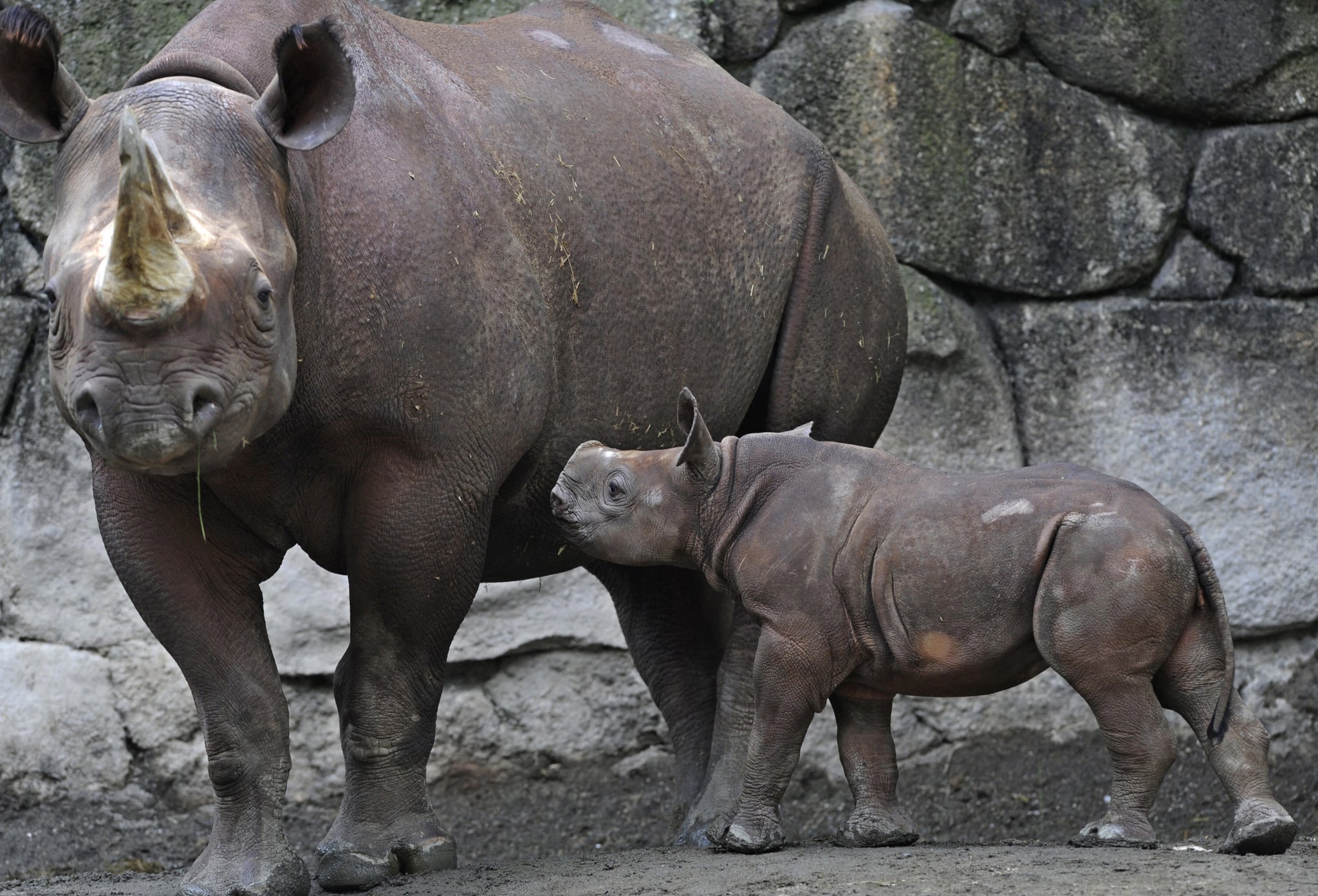 Baby Black Rhino at Tokyo's Ueno Zoo!