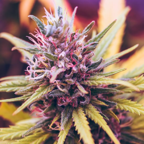 Indica vs. Sativa