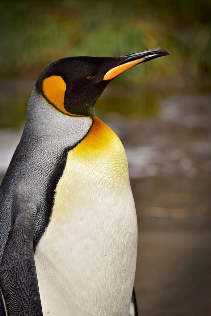 Antarctica King Penguins