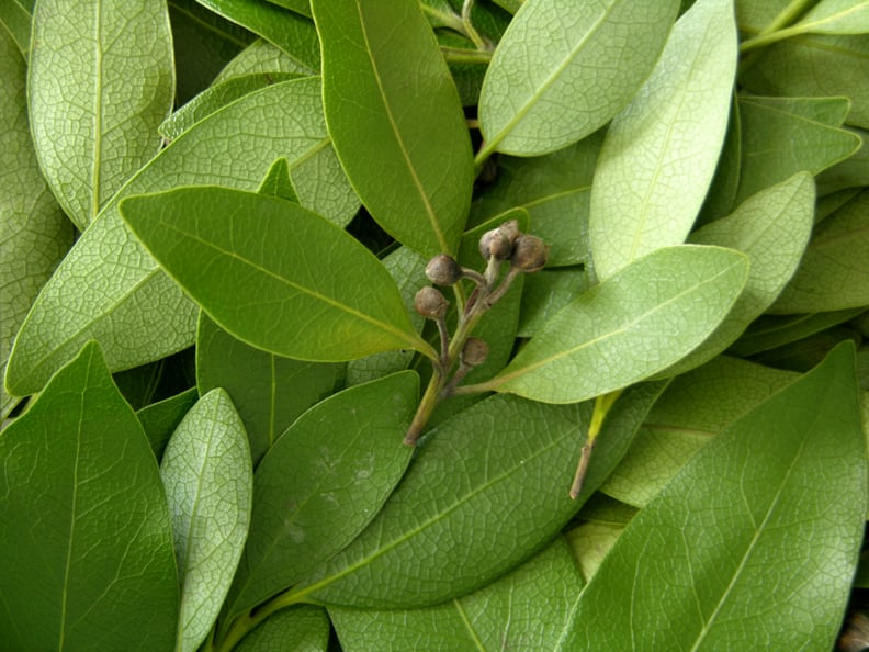 Bay Leaf