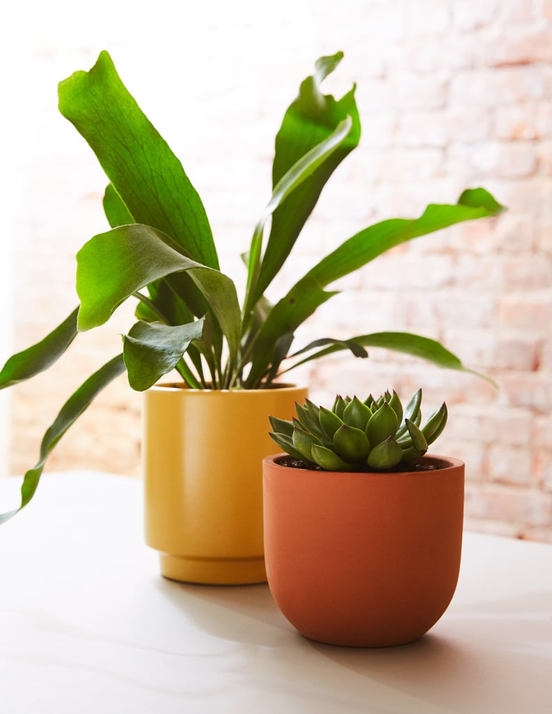 Staghorn Fern