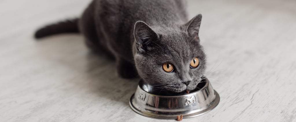 Fancy Feast Feastivites Advent Calendar For Cats 2020