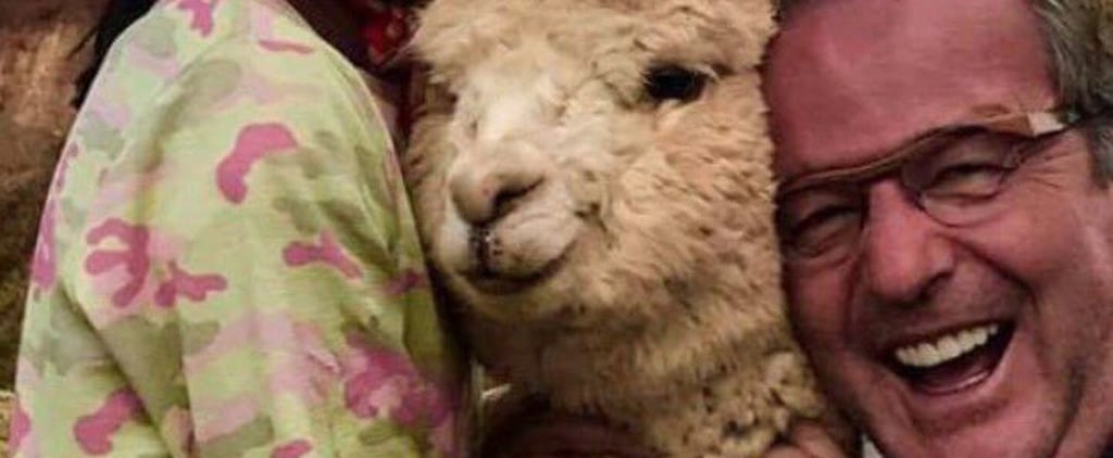 Viral Tweet About Dad's Reaction to Meeting Alpacas in Peru