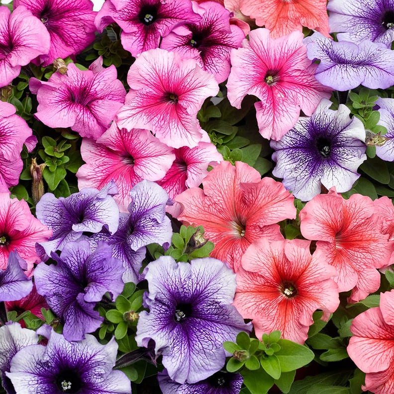 Petunia Seeds