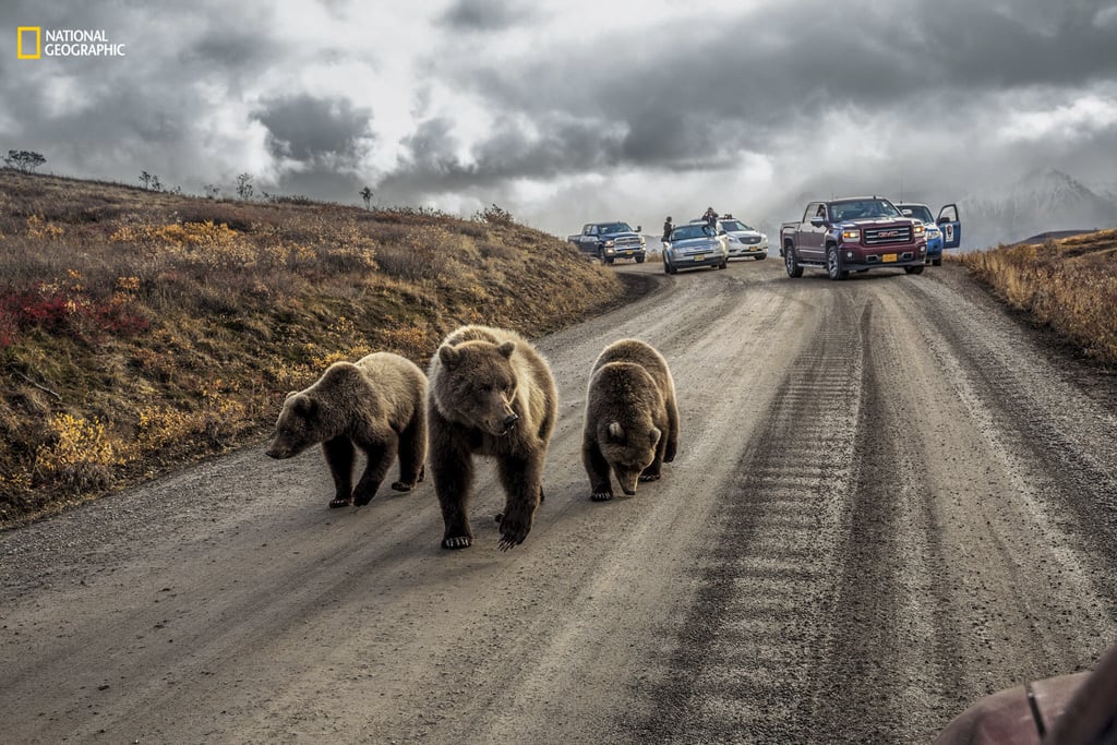 Bear Jam