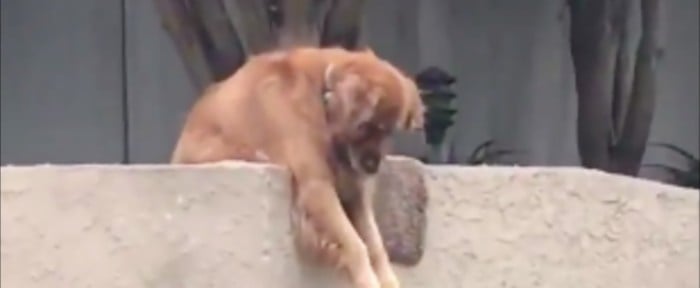 Dog Drops Ball Over the Fence So Someone Will Play With Him