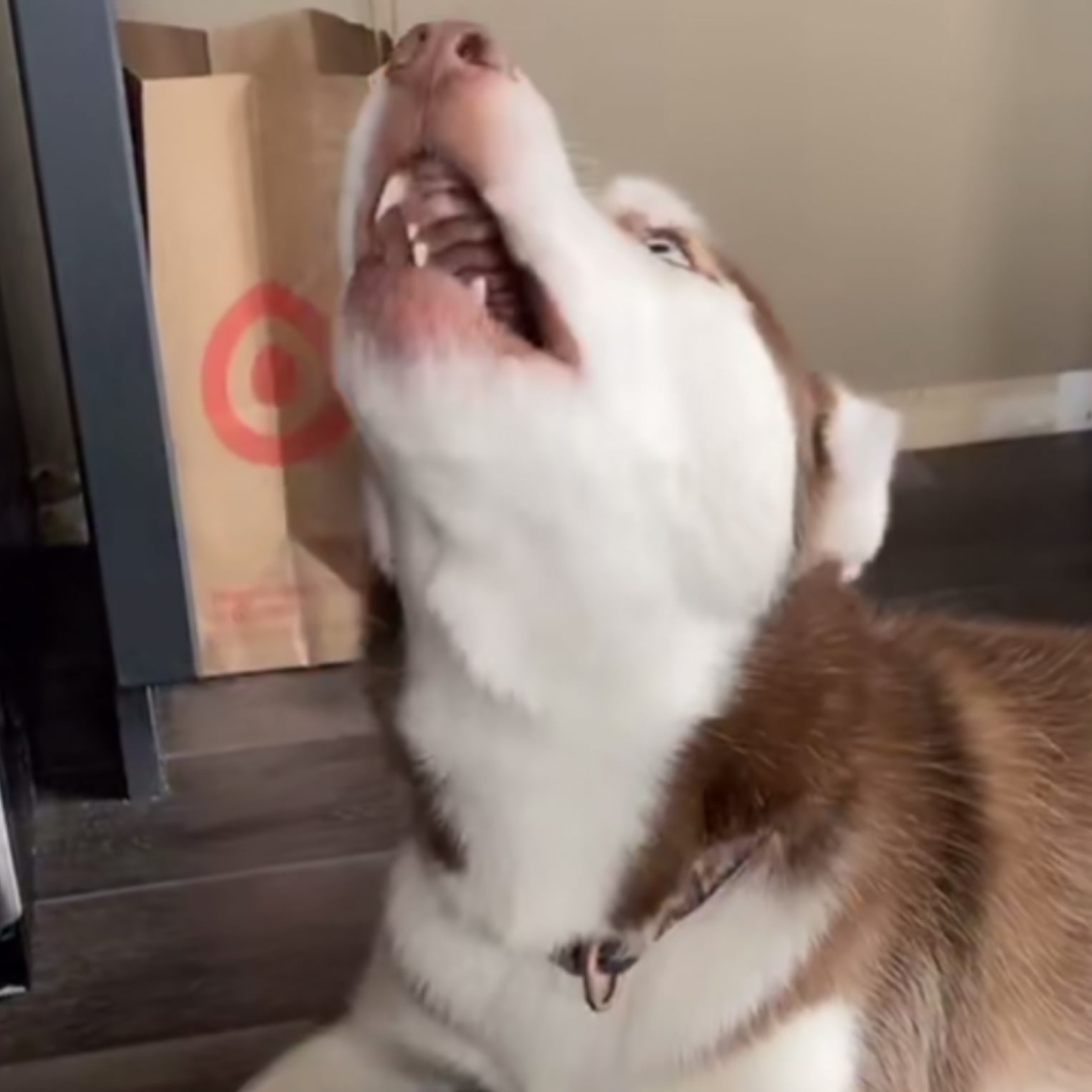 TikTok Video of Dog Singing Along to Kelsea Ballerini | POPSUGAR Pets