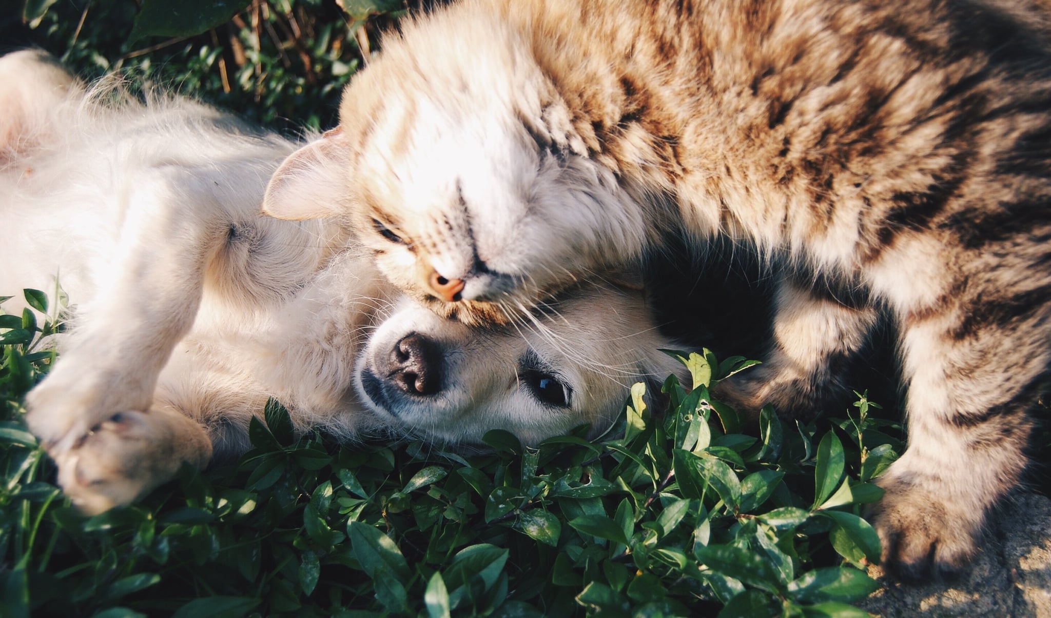 Why I Don T Want Another Pet Popsugar Family