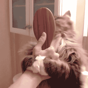 Brushing the cat, or catting the brush?
