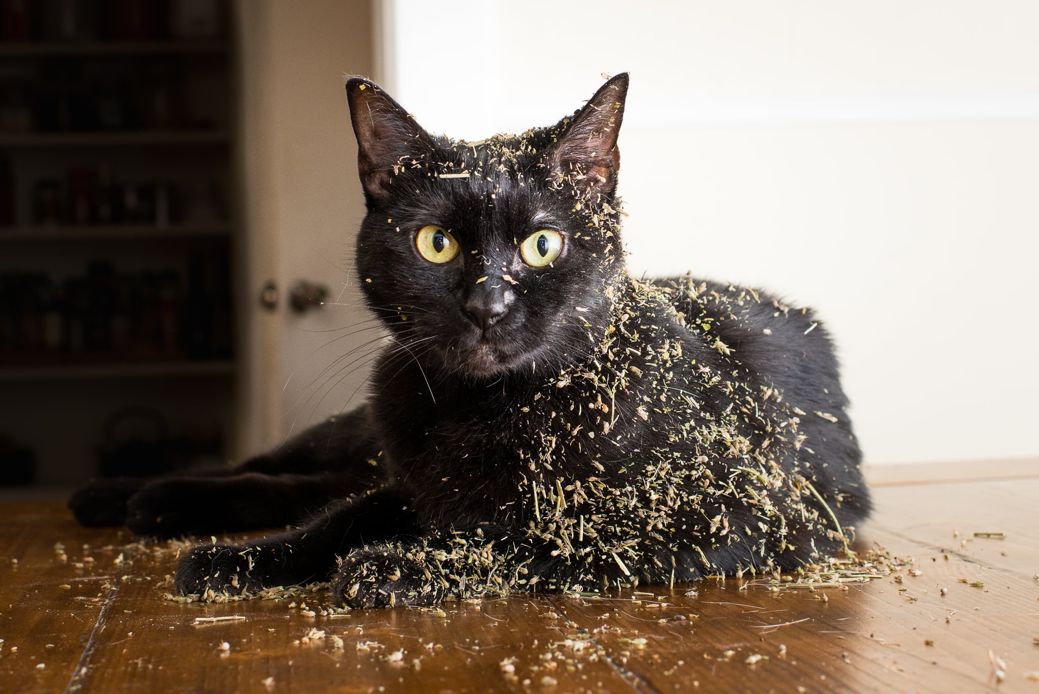 Cats On Catnip Photo Series Popsugar Family