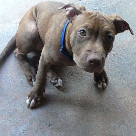 Pit Bull Doing Cartwheels