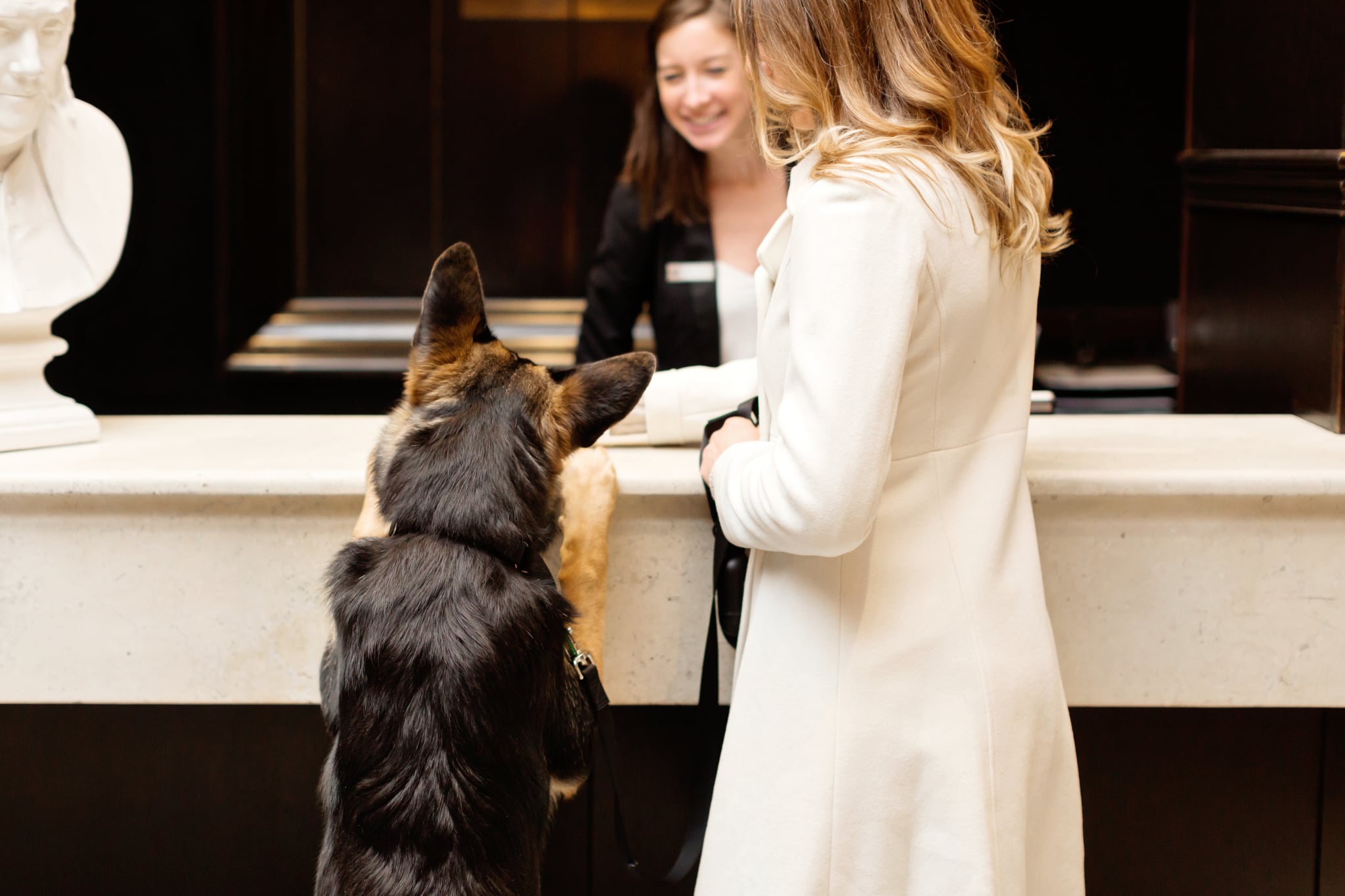 Do Hotels Allow Dogs