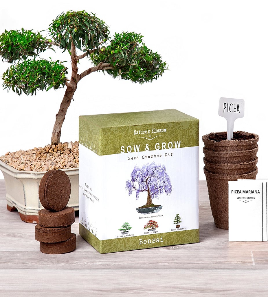 Nature's Blossom Bonsai Garden Seed Starter Kit