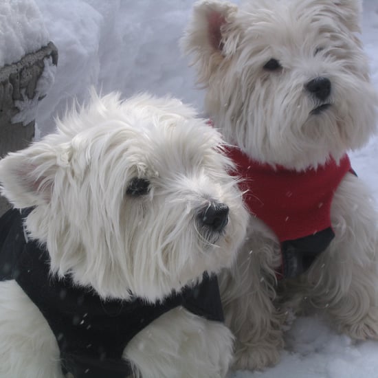 Photos of Cute Dogs Wearing Puffy Coats
