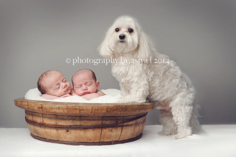 Adorable Newborn and Pet Photos