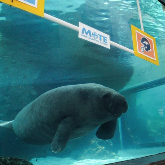Manatees Pick Super Bowl 2016