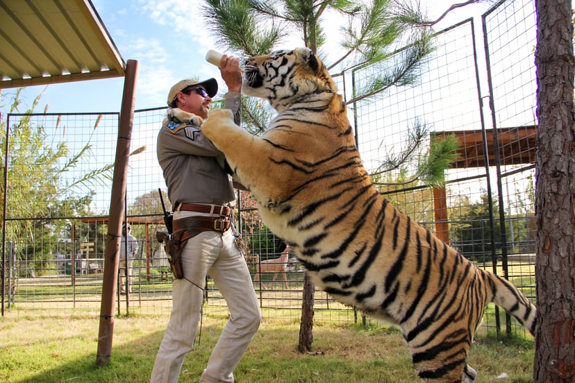 TIGER KING, Joe Exotic, (Season 1, ep. 101, aired March 20, 2020). photo: Netflix / Courtesy Everett Collection