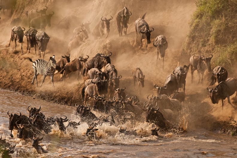 See the Wildebeest Crossing the Mara River in Kenya