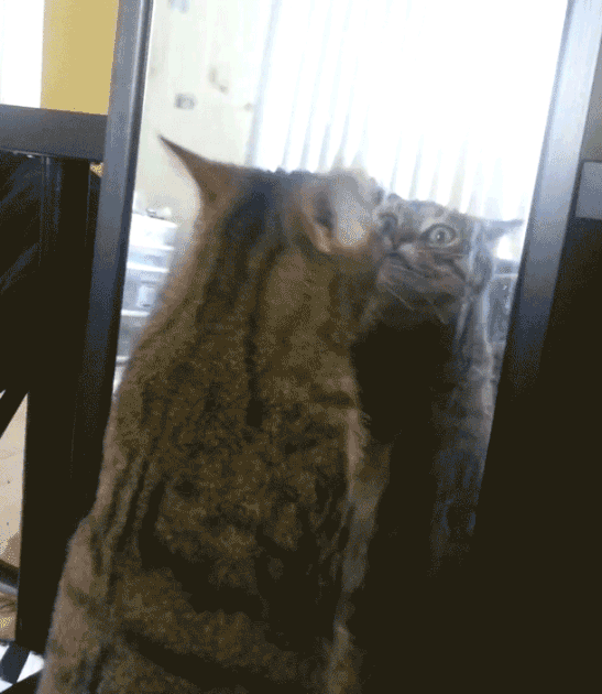 Cat vs. mirror | Funny Cat GIFs | POPSUGAR Tech Photo 33