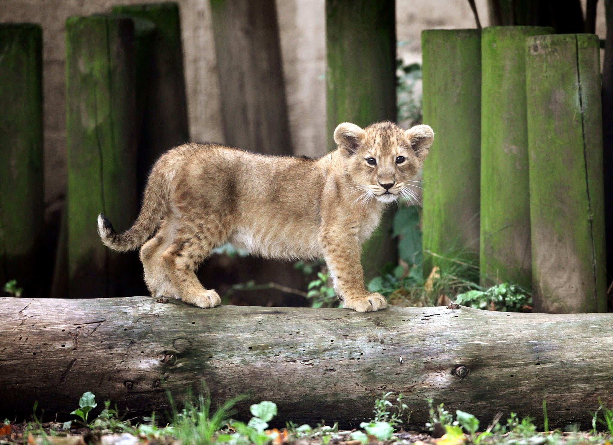 London Zoo First Lion Cubs in 10 Years! POPSUGAR Pets