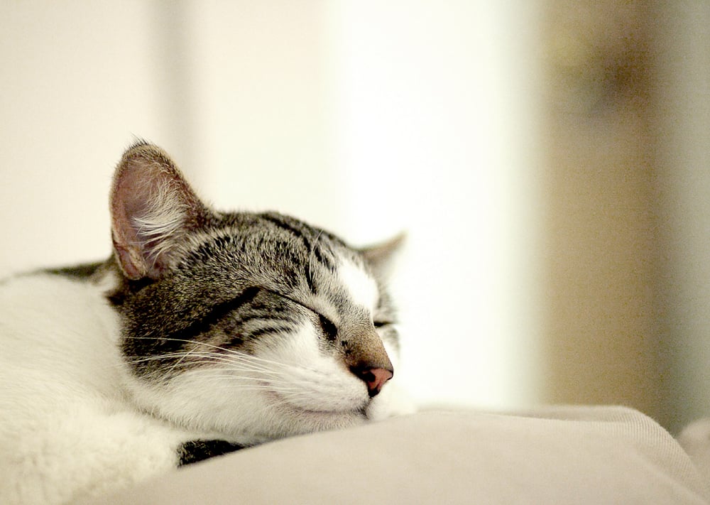 Another happy cat.
Source: Flickr user angeloangelo