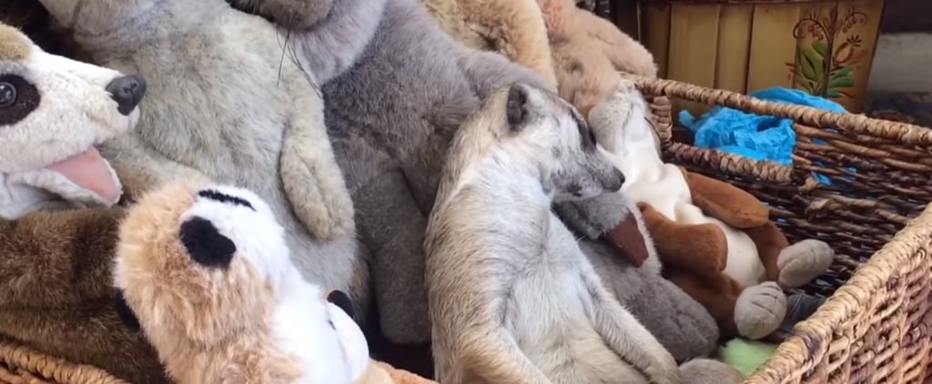 Meerkat Sleeping With Stuffed Animals | Video