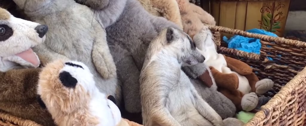 فيديو لميركات نائم بين دمى الحيوانات المحشوة بالقطن
