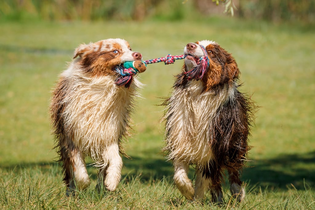 Cute Pictures of Australian Shepherds