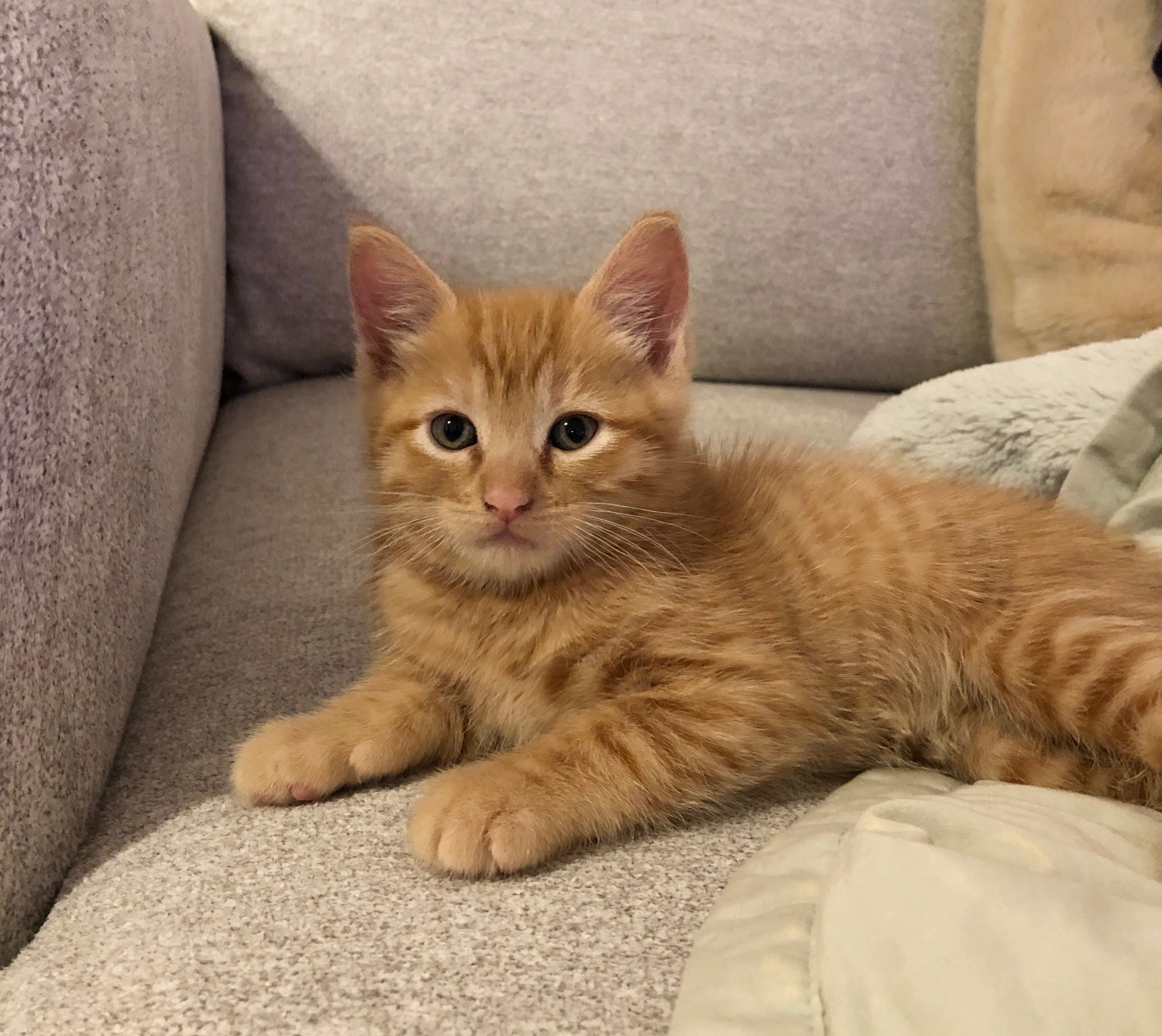 Oransje Tabby Kattepuff