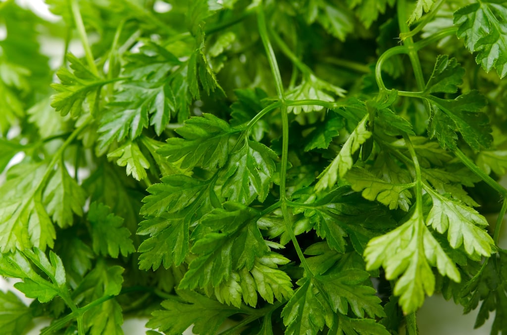 Chervil