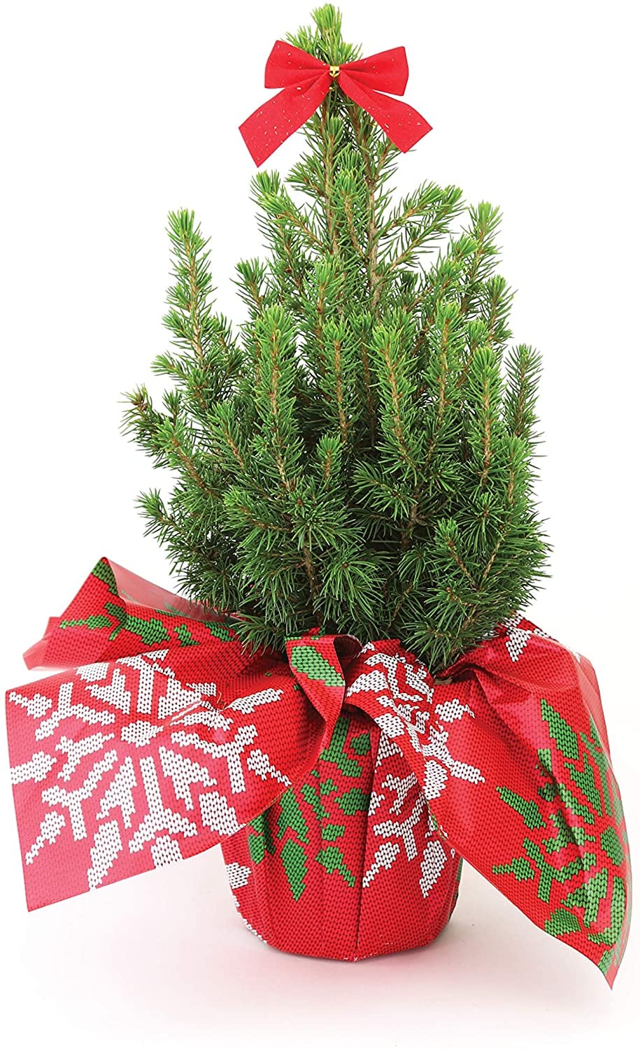 Mini live shop christmas tree