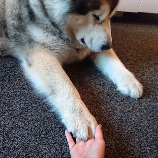 Shy Dog Holds Owner's Hand