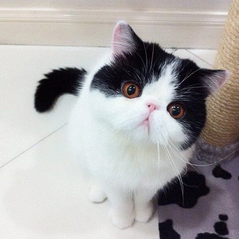 Cute Smush Faced Cats POPSUGAR Pets