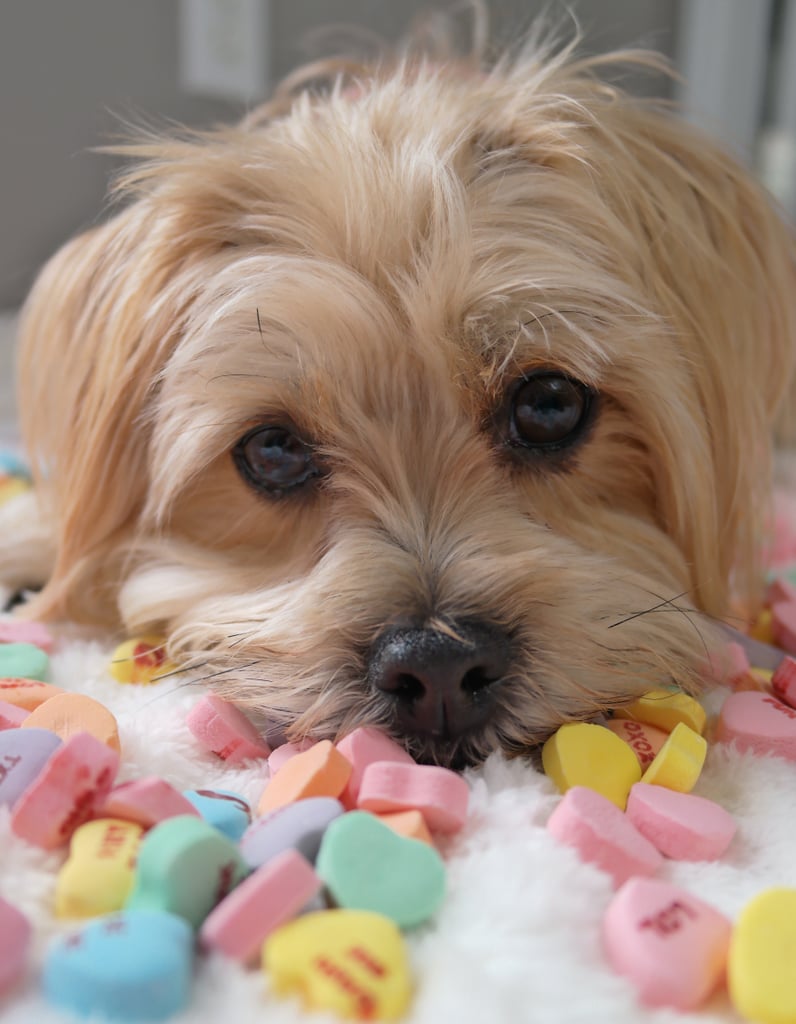 Instagram Dogs For Valentine's Day | POPSUGAR Pets