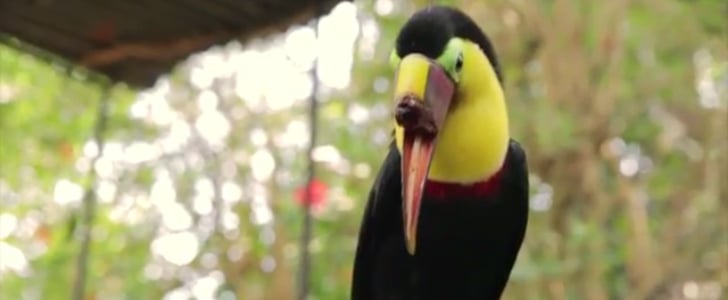 Toucan Nation Documentary