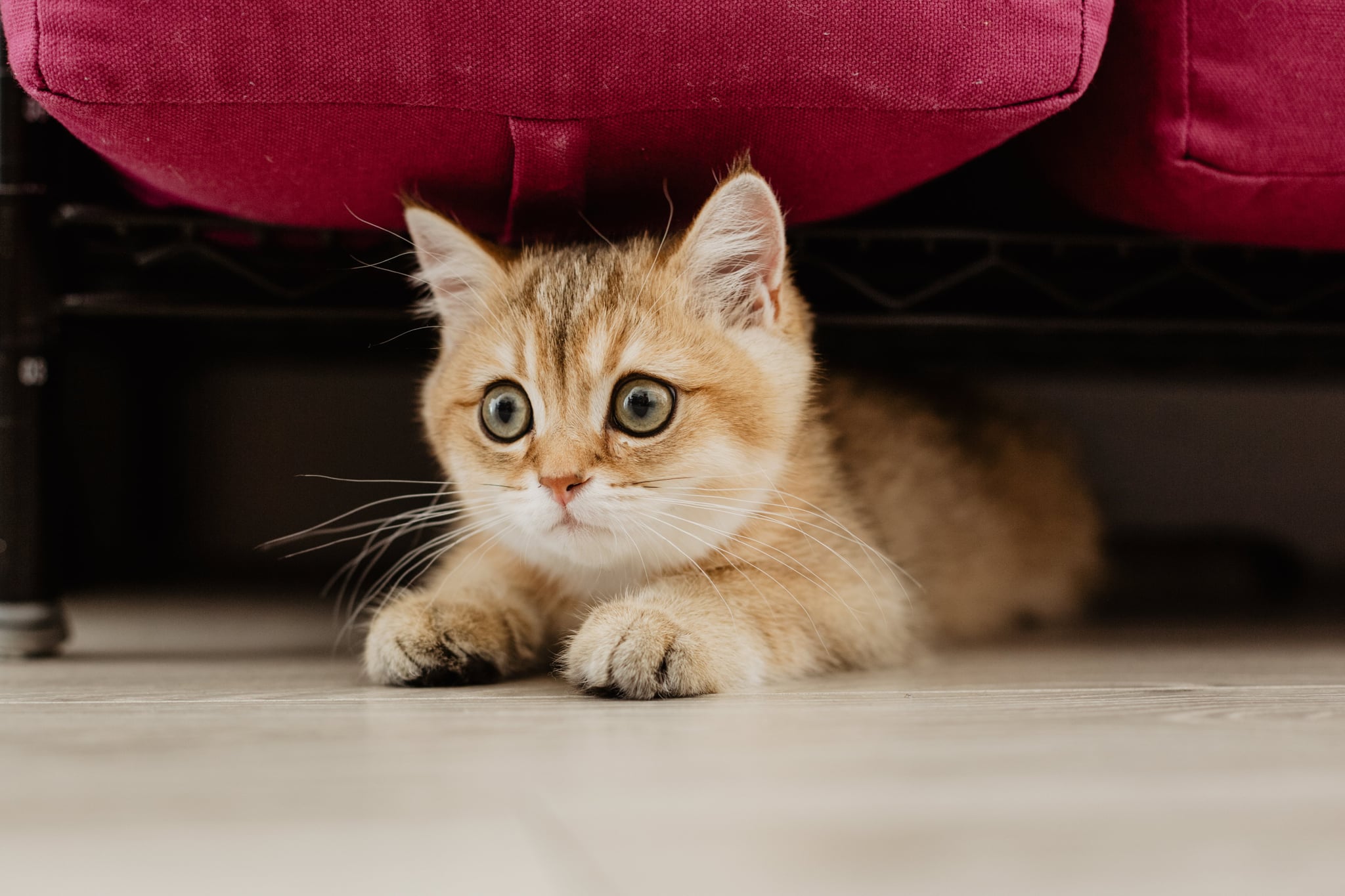 why did my cat poop next to the litter box