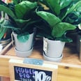 Friendly PSA: Trader Joe's Has Fiddle Leaf Fig Trees For Just $11
