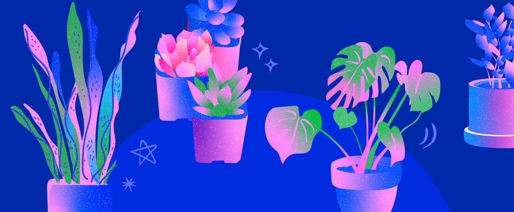 Which House Plant Is For You Based on Your Personality