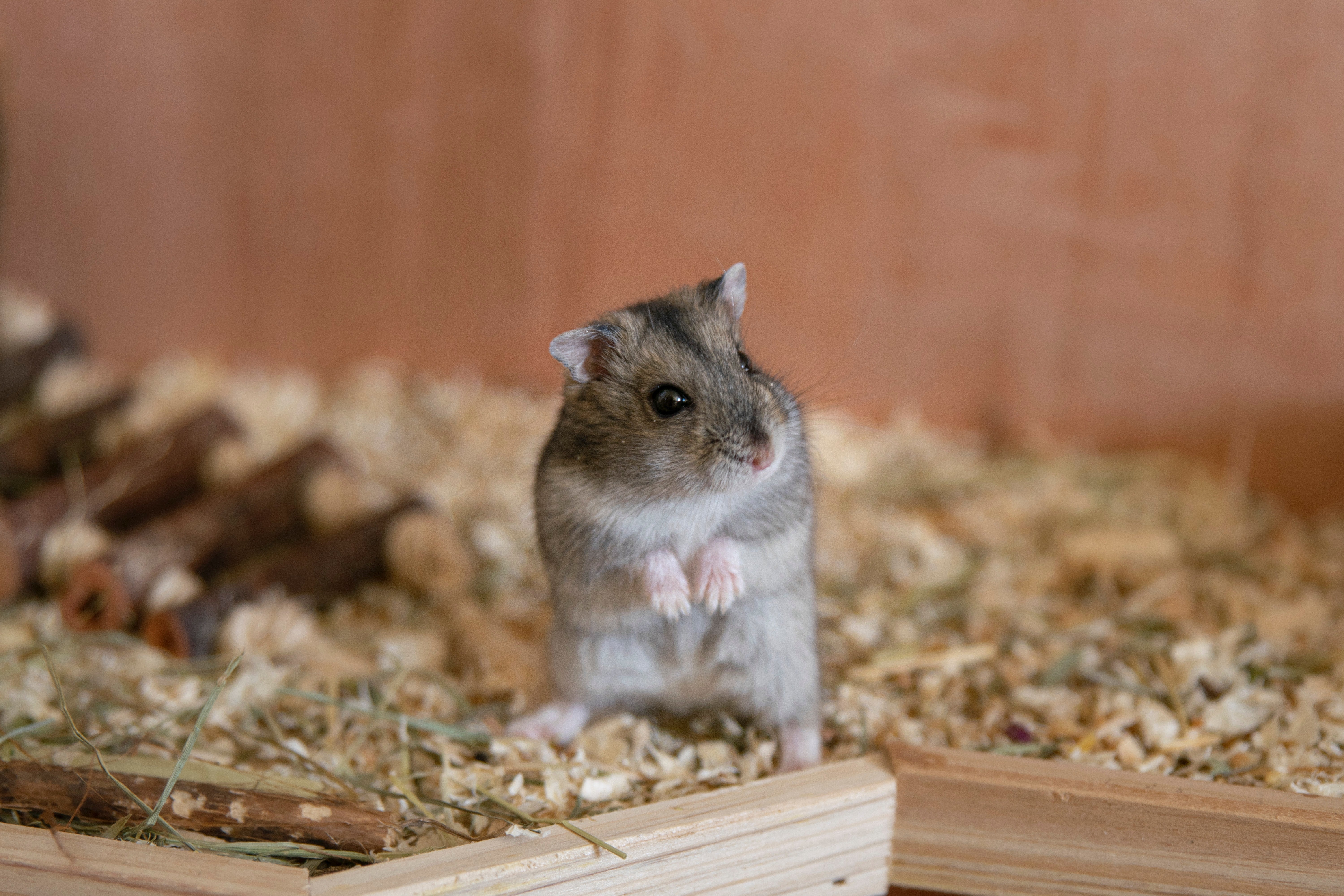 These 6 Tips Will Prolong Your Hamster's Life